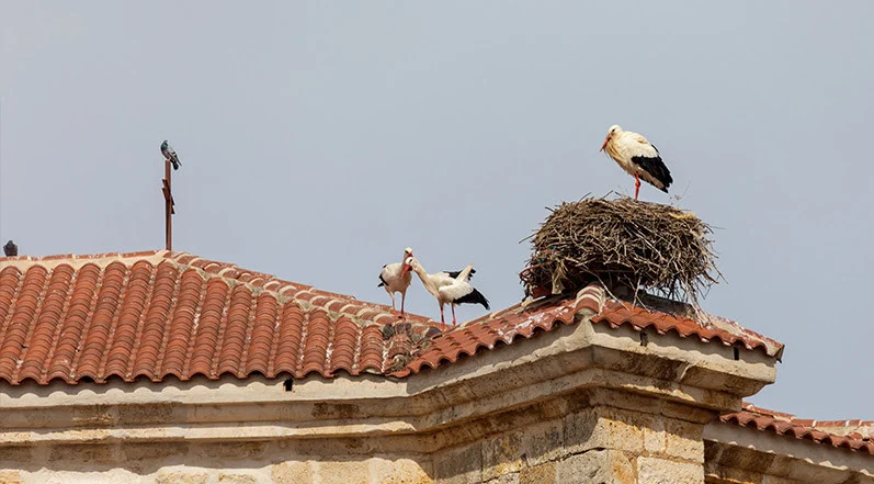 How to Remove Birds Nesting in Your Roof